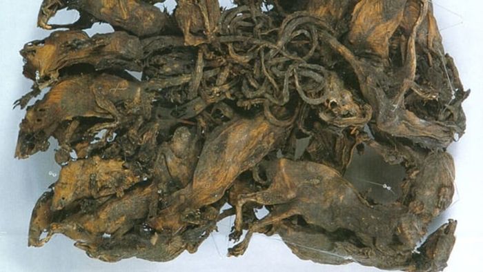 The 1828 rat king from Thuringia, comprising 32 rodents, holds the record as the largest known specimen globally.
