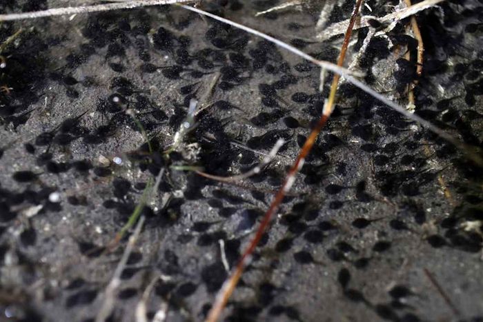 Florida residents are calling pest control experts to handle the overwhelming invasion of poisonous cane toads.