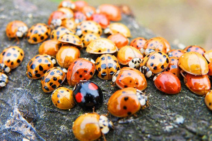 A cluster of red, orange, and black ladybugs on a rock