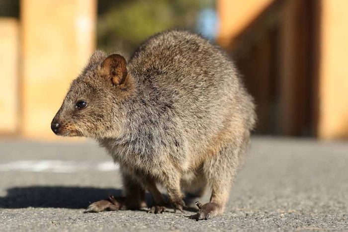 A wild quokka spotted on an Australian street