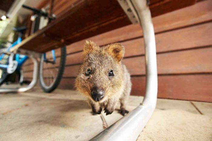 A quokka relaxing under a bench or picnic table