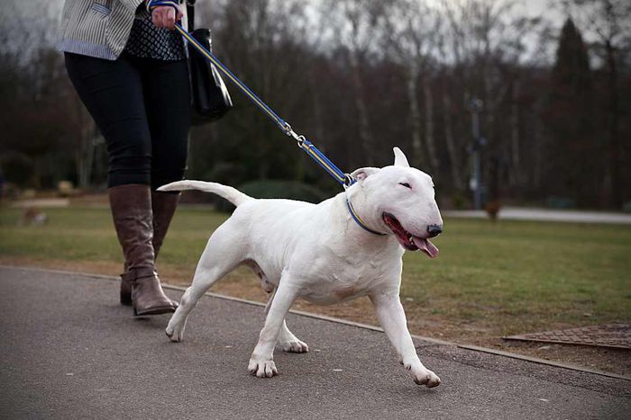 A woman taking a white bull terrier for a walk outdoors