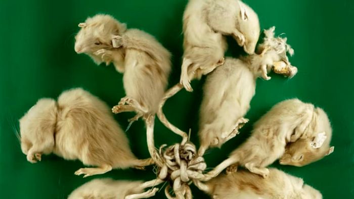 The 1894 Strasbourg rat king