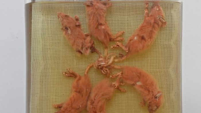 The 1899 Courtalain rat king, now housed in the Musee de Chateaudun.