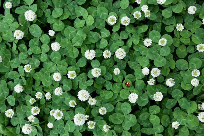 A photo of a ladybug in a clover field