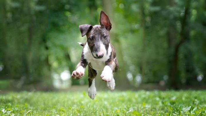 The appearance of bull terriers is truly one-of-a-kind.