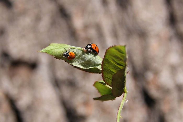 Two harlequin ladybugs resting on a leaf.