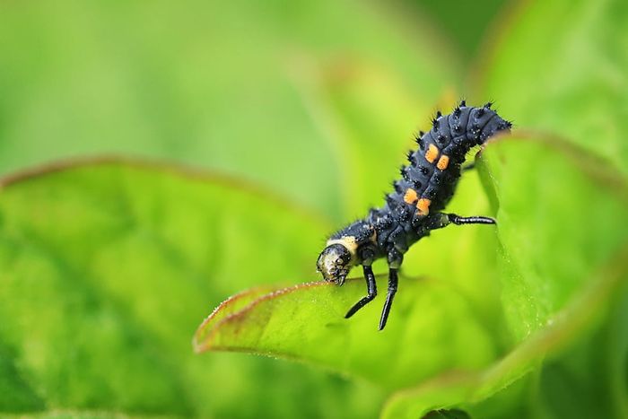 A close-up of the soft-bodied larval stage of a two-spot ladybird