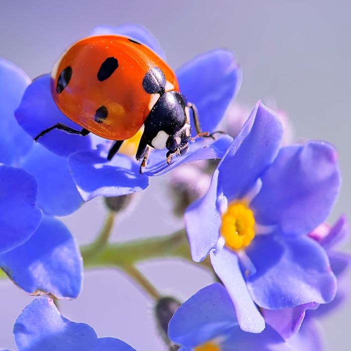 A red ladybug perched on a purple forget-me-not flower