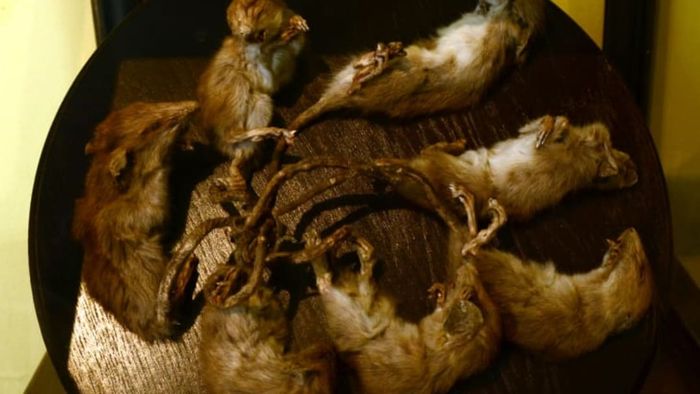 The Limburg rat king of 1955, now exhibited at the Museum of Maastricht.