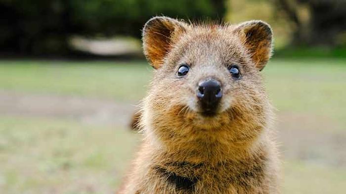 Quokkas are renowned for their cuteness.