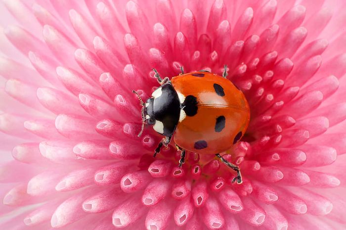 A ladybug perched on a pink flower