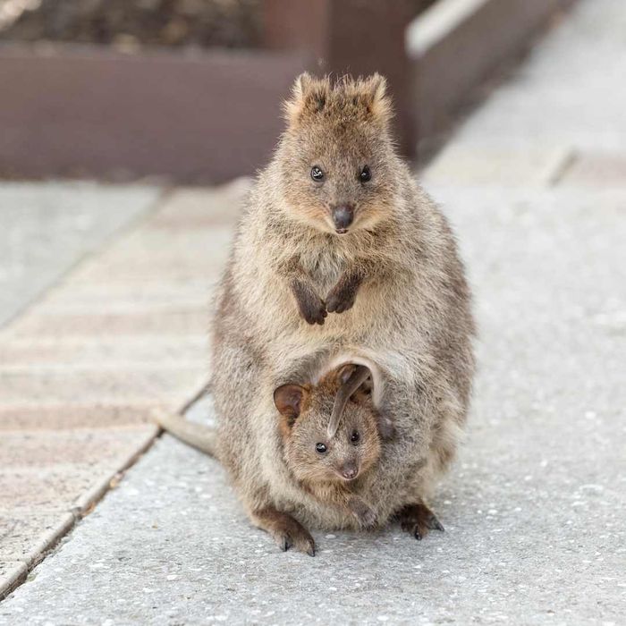 A mother quokka carrying her baby in her pouch