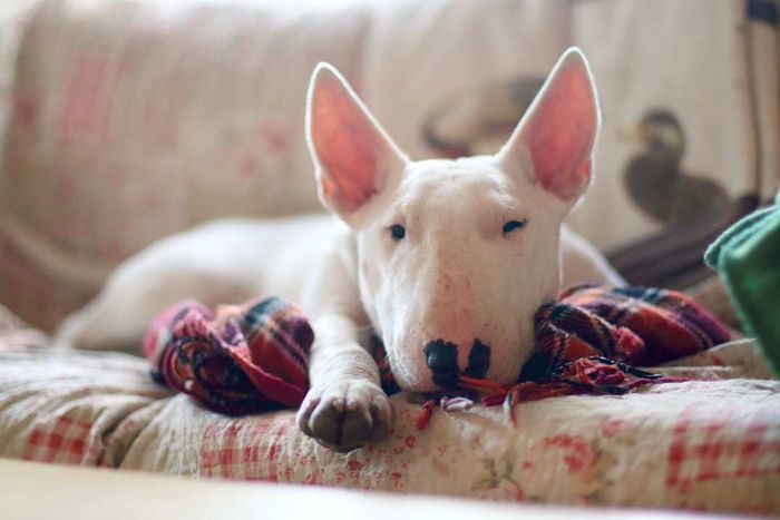 A white bull terrier lounging comfortably on a sofa