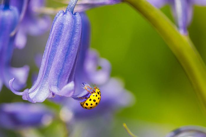 A yellow ladybug resting on a purple flower