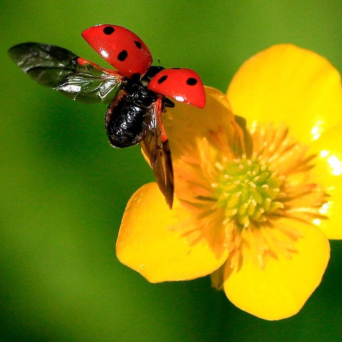 A ladybug alighting on a buttercup.