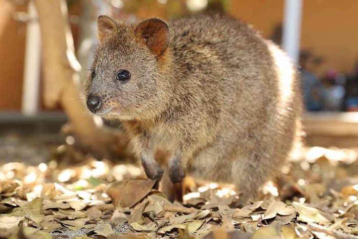 A quokka spotted on Rottnest Island.