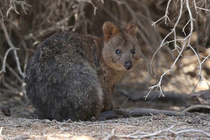 A quokka spotted on Rottnest Island