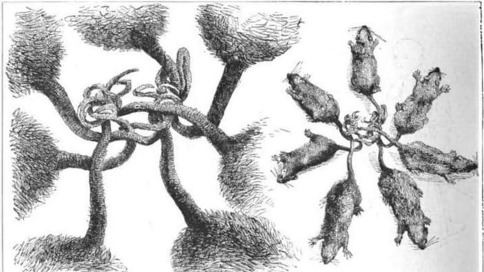 Illustration of a rat king from volume 6 of The Picture Magazine, 1895.