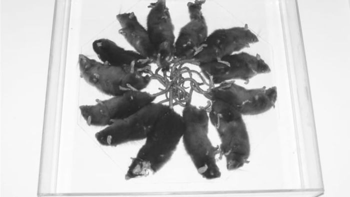 The 2005 Saru, Estonia rat king, now housed at the Natural History Museum at the University of Tartu.
