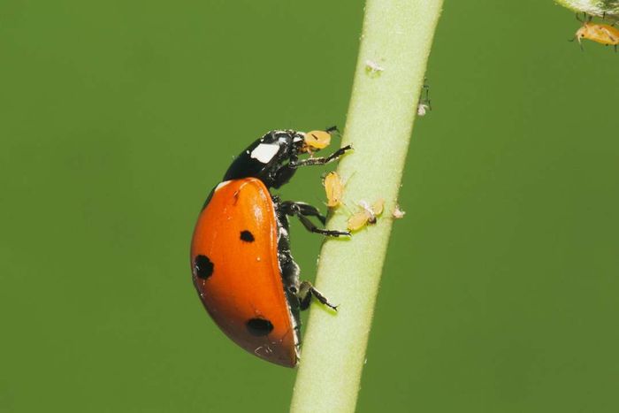 Seven-spotted Ladybug (Coccinella septempunctata) adult feasting on Aphids (Aphidoidea)