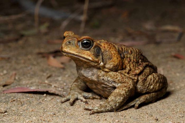 Cane Toad (Rhinella marina) spotted near a wetland habitat in Boondall...