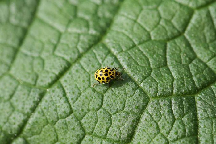 A small 22 Spot Ladybird, Psyllobora vigintiduopunctata, resting on a Comfrey leaf.