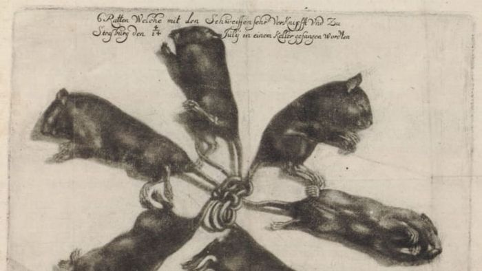 The 1683 rat king, as depicted by Wilhelm Schmuck