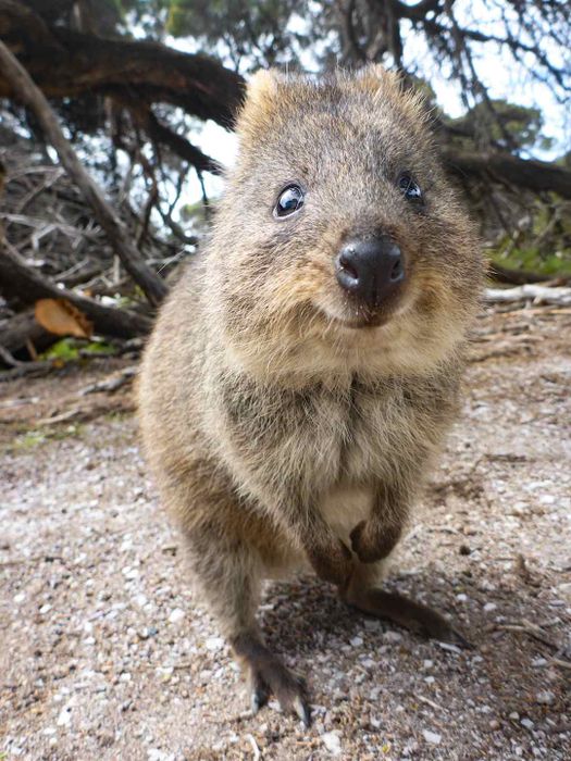 A wild quokka in its natural habitat