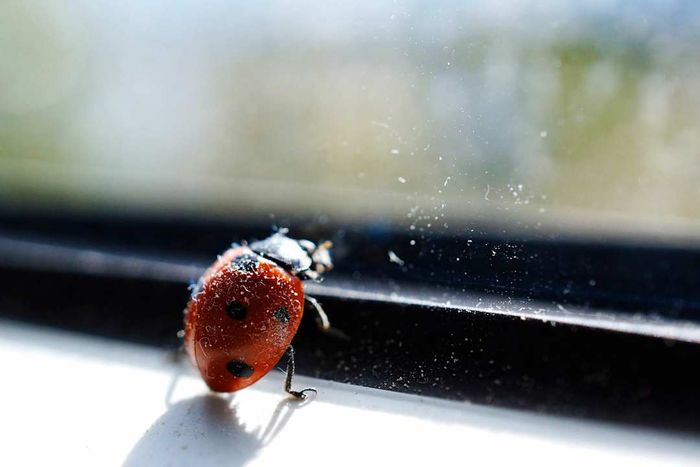 A photo of a red and black ladybug resting on a window