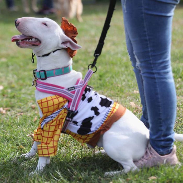 A white bull terrier dressed in a rustic cowboy outfit