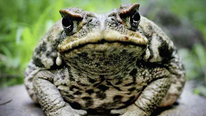 Cane toads: The invasive amphibians wreaking havoc in Australia.