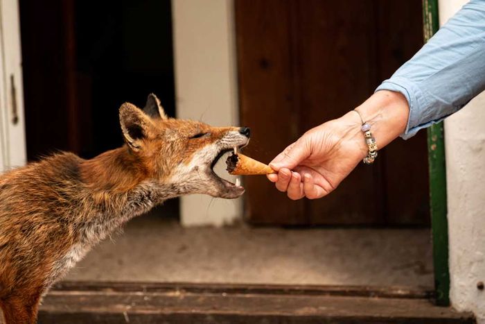 A fox attempting to bite an ice cream cone held by a person.