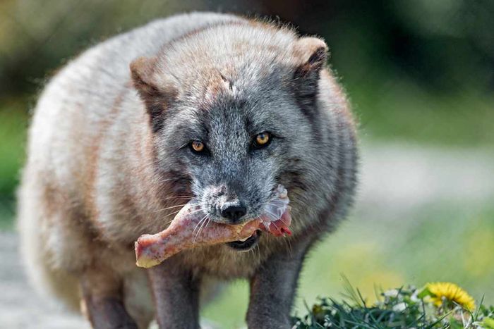 A gray fox enjoying a chicken leg.