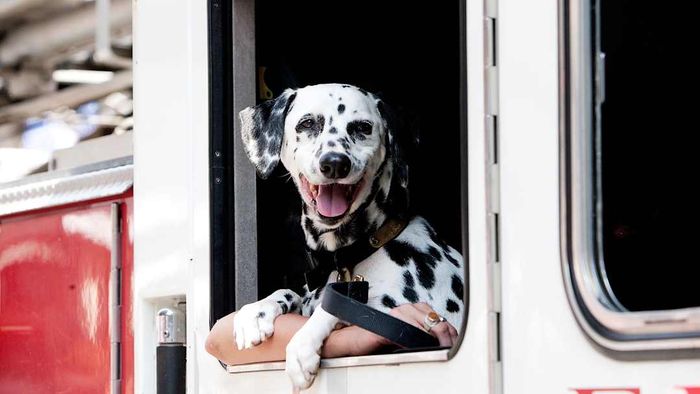 A Dalmatian riding in a fire truck