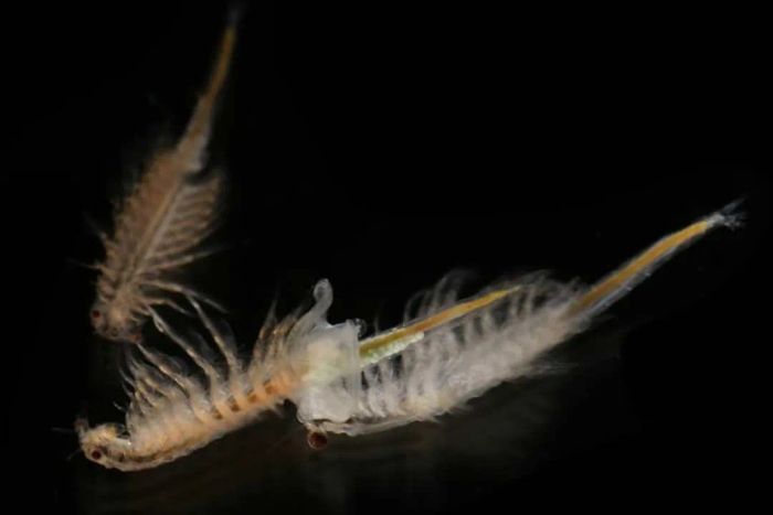 Three Sea-Monkeys displayed against a black background.