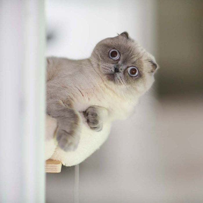 A Scottish Fold kitten gazing at the camera