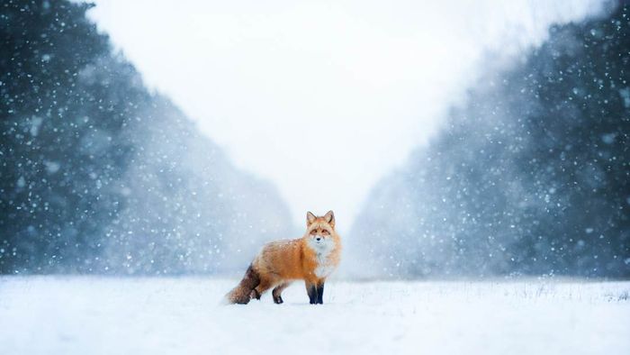 A lone fox in a snow-covered environment