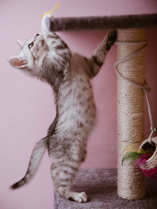 A silver Egyptian Mau kitten enjoying playtime on a scratching post