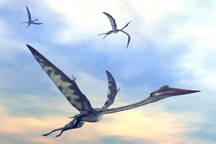 A trio of Quetzalcoatlus pterosaurs soaring together at sunset.