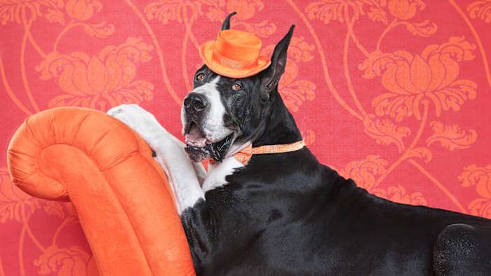 Many of the largest dogs in the world have been Great Danes.