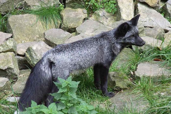 A silver fox, the domesticated variant of the red fox.