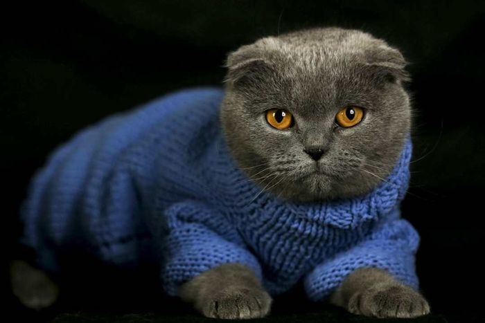 Cats dressed in handmade costumes in Ankara, Turkey