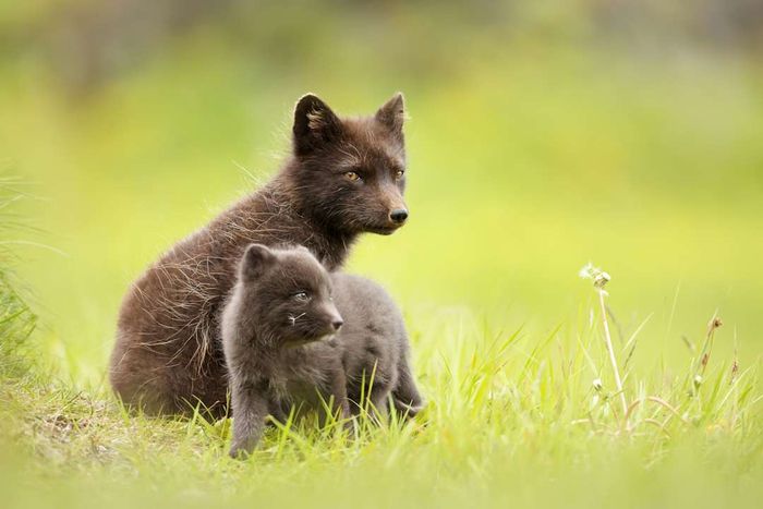 An Arctic fox with her young kit on a lush green meadow.