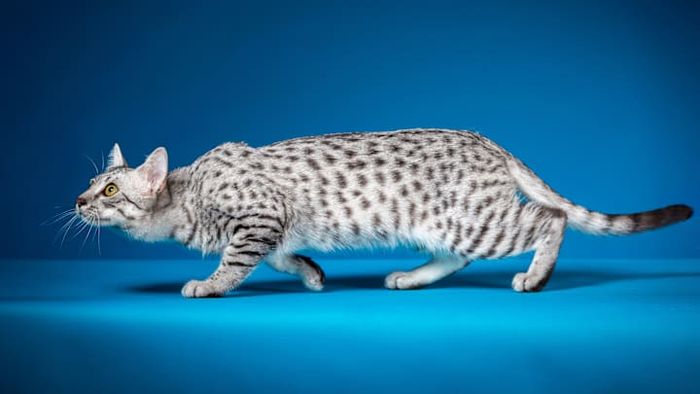 A stunning male Egyptian Mau.