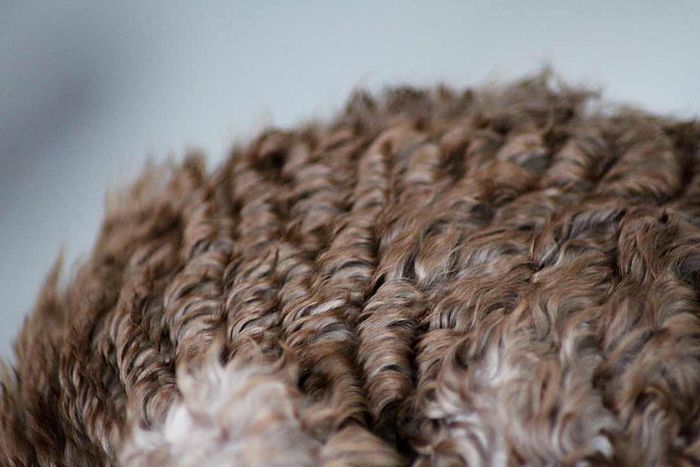 A detailed examination of a Cornish rex’s coat.
