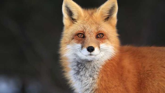 A red fox spotted in Algonquin Provincial Park, Canada.