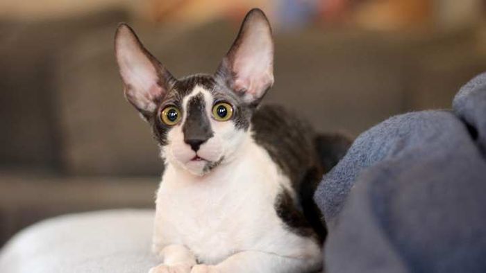 They’re sure to catch every remark you make about their large ears.