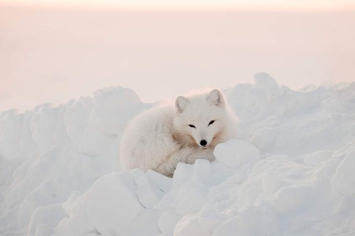 An Arctic fox nestled in the snow.