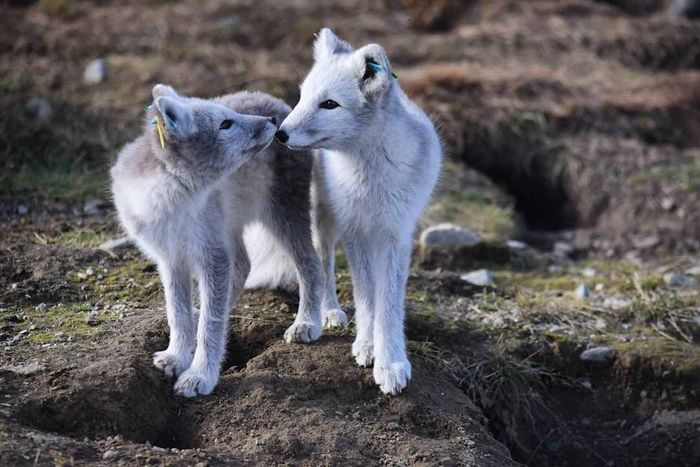 Young Arctic foxes in a warming environment.